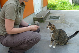 Katze und Mensch mit Klicker-Spielzeug