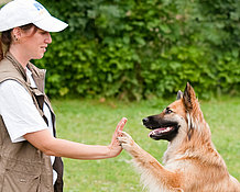 Shake Hands - Hund und Mensch