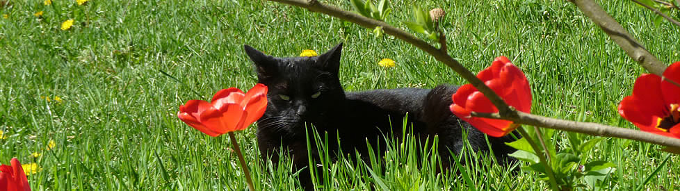 Katzen