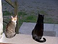 Katzen im Hauseingang
